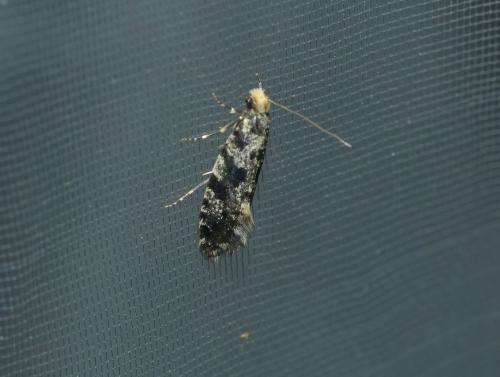 Réf. 229 101 : Nemapogon granella